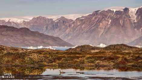 les jeunes plongeons suivent un des adultes sur un petit lac au-dessus du camp. En arrière plan, la petite calotte glacière de Stor Ø (Photo Yann Bigant / Naturevolution)