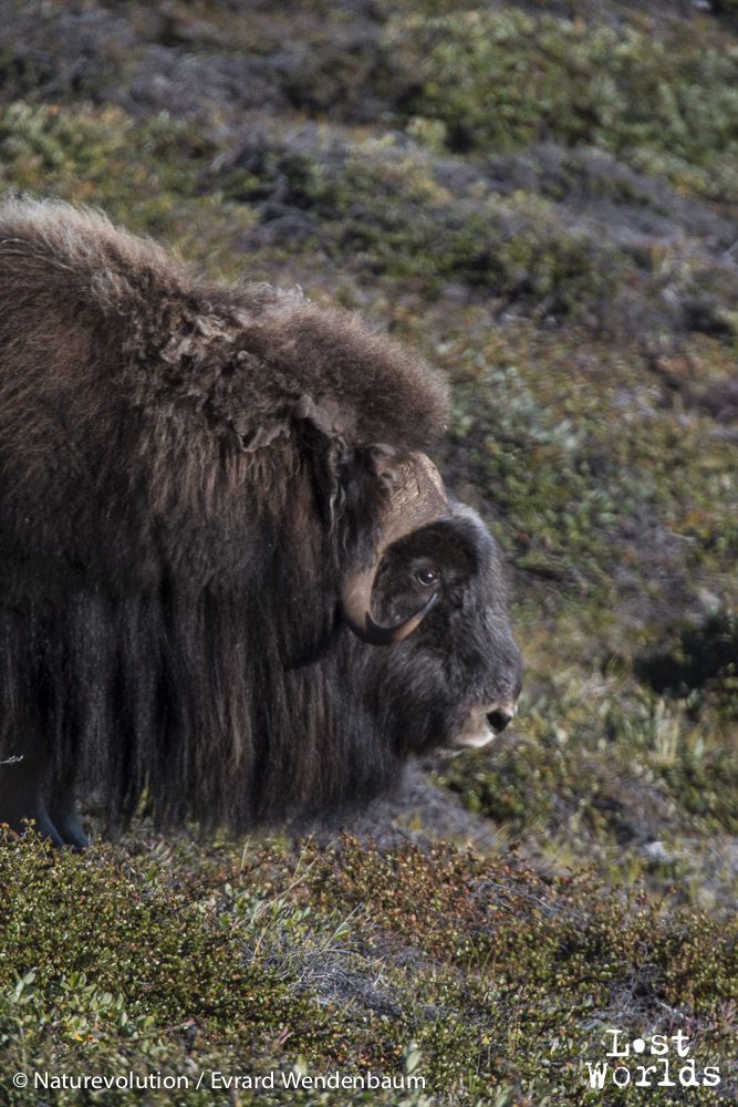 Its tapered horns plunge down to recover outward.