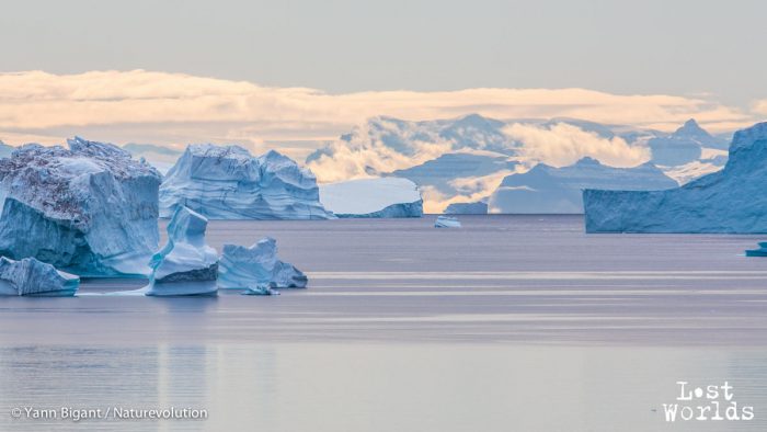 Les eaux du Scoresby, jonchées d'icebergs au couchant.