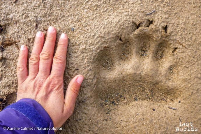 A recent bear footprint right next to Constable Point jetty.